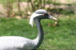 Demoiselle crane