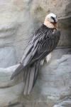 Bearded vulture