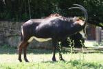 Southern sable antelope