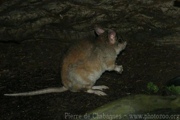 Malagasy giant rat