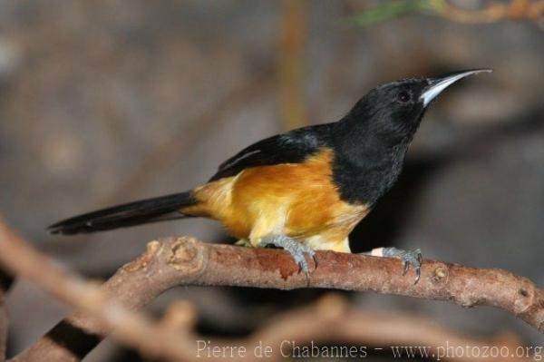 Montserrat oriole