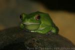 White-lipped tree frog