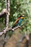 European bee-eater