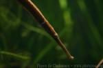 Giant freshwater pipefish