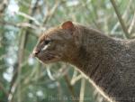 Jaguarundi *