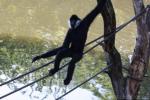 Northern white-cheeked crested gibbon