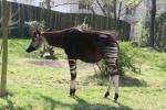 Okapi