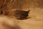 African quailfinch