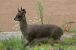 Ethiopian klipspringer