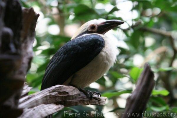 Luzon tarictic hornbill *