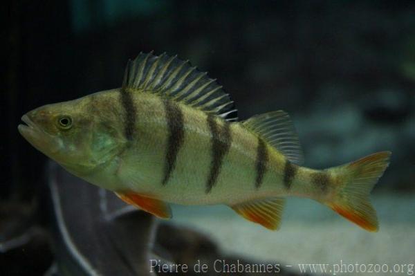 European perch