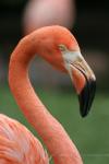 American flamingo