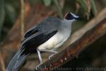 Grey-necked picathartes *