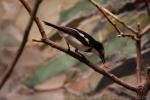 Brown-throated wattle-eye