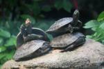 Yellow-spotted river turtle