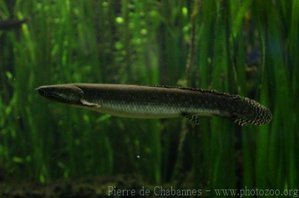 Ornate bichir