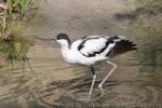 Pied avocet