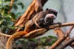 Emperor tamarin