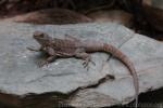 Mexican emerald spiny lizard