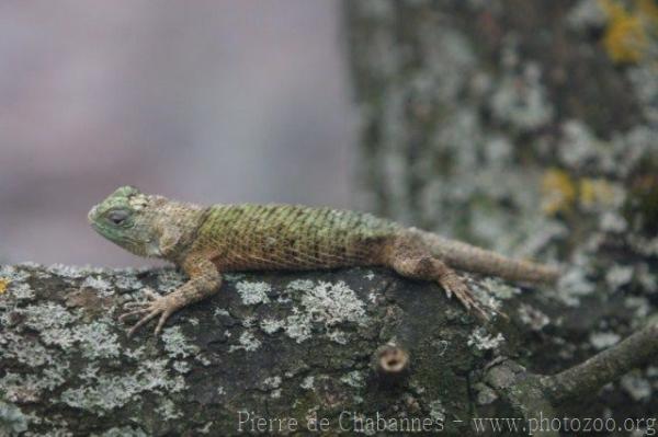 Guatemalan emerald spiny lizard