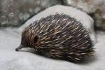 Short-beaked echidna