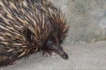 Short-beaked echidna