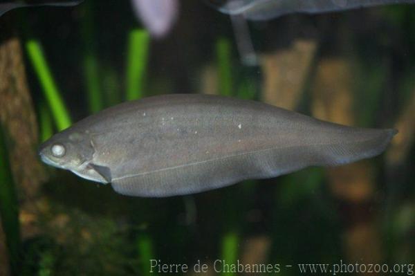 African knifefish