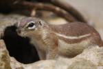 Cape ground squirrel