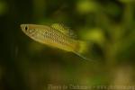 Delicate swordtail