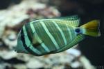 Sailfin tang