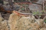 Western girdled lizard