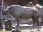 Eastern black rhinoceros