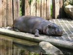 Pygmy hippopotamus