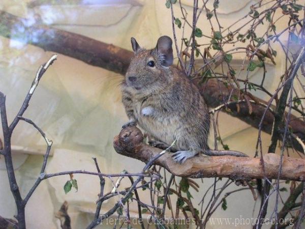 Degu