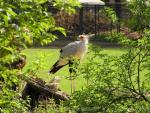 Secretarybird