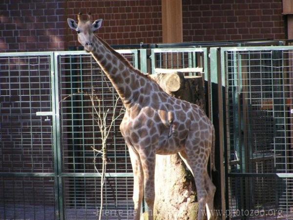 Angolan giraffe