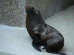 South American fur seal *