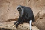 King colobus