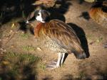 White-faced whistling-duck