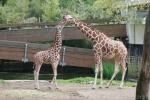 Reticulated giraffe