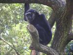 Agile gibbon