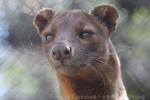 Fossa