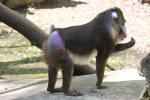 Mandrill