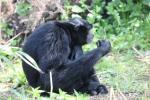 Siamang