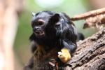 Red-handed tamarin