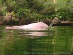 Amazon river dolphin