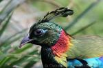 Himalayan Monal