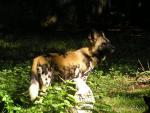 African wild dog