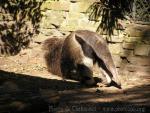 Giant anteater