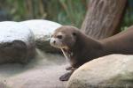 Giant otter